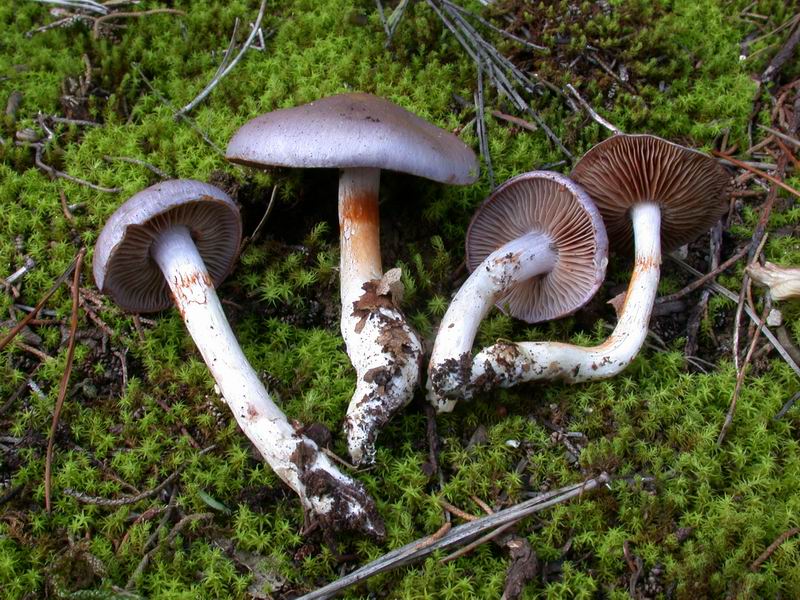 Cortinarius salor
